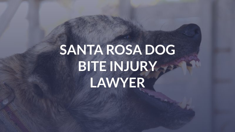 Santa Rosa Dog Bite Injury Lawyer