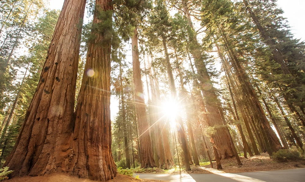 A sequoia forest