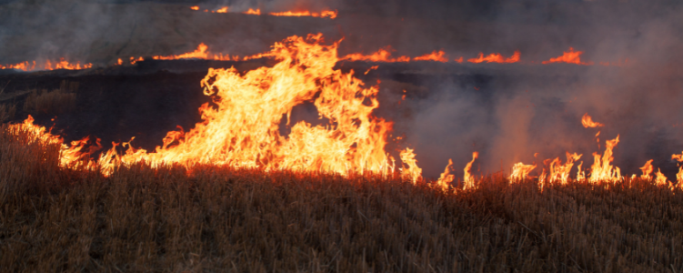 Raging wildfire burning crops