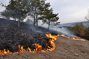 $50 Million Zogg Fire Settlement Reached with PG&E